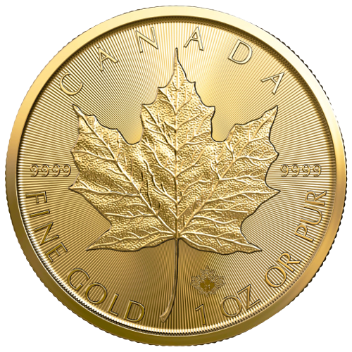 Canadian gold maple